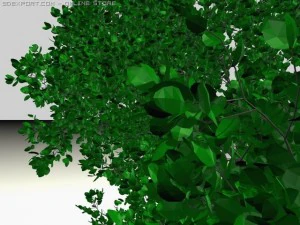 Baum rundes Blatt 3D Modell