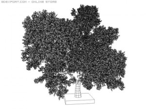tree round leaf 3D Model