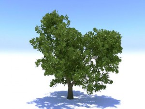 tree round leaf 3D Model