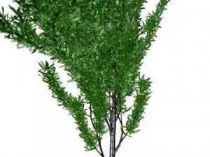 thin tree Modelo 3D