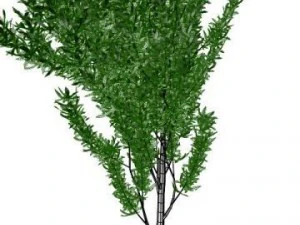 thin tree 3D Model