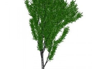 thin tree Modelo 3D