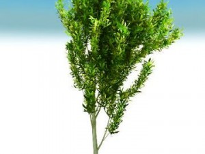 thin tree Modelo 3D