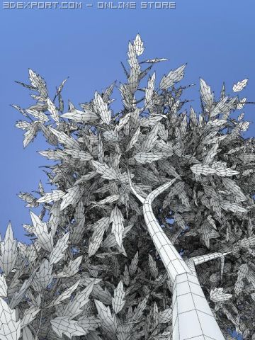 thin tree2 Modèle 3D .c4d .max .obj .3ds .fbx .stl .blend 