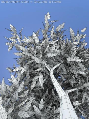 thin tree2 3D Model .c4d .max .obj .3ds .fbx .stl .blend 