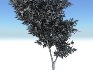 thin tree2 Modèle 3D