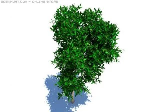 thin tree2 3D Model