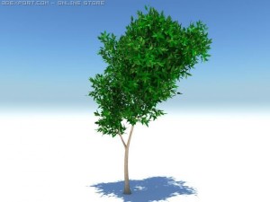 thin tree2 Modèle 3D