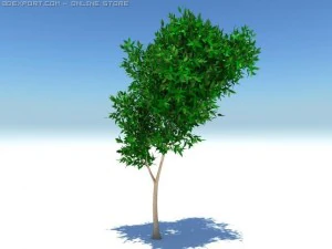 thin tree2 3D Model