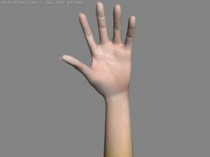 realsitic hand 3D Model