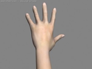 realsitic hand 3D Model