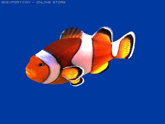 clown fish Modèle 3D .c4d .max .obj .3ds .fbx .stl .blend 