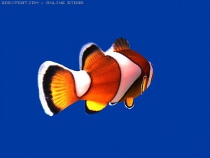 clown fish Modèle 3D