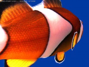 clown fish Modèle 3D