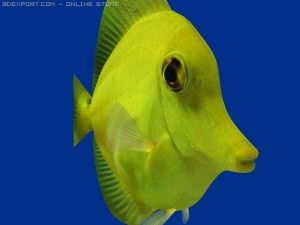 yellow tang fish 3D Model