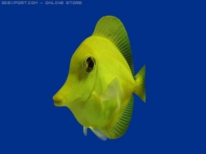 yellow tang fish 3D Модель