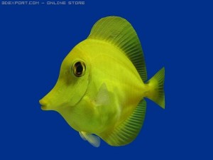 yellow tang fish 3D Модель