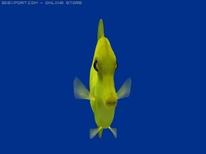 yellow tang fish 3D Модель