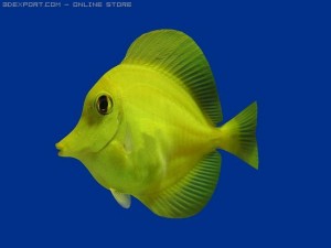 yellow tang fish 3D Модель
