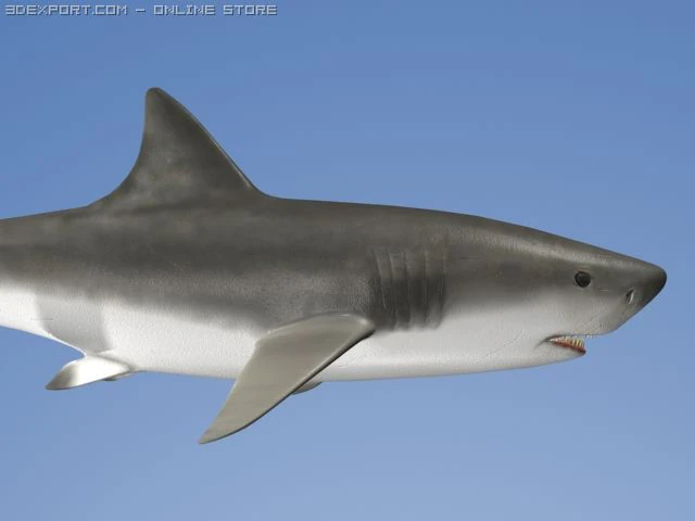 great white shark 3D Model .c4d .max .obj .3ds .fbx .stl .blend