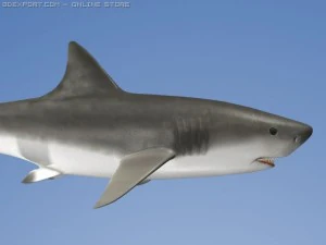 gro&szlig;er wei&szlig;er Hai 3D Modell