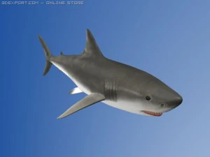 great white shark 3D Model