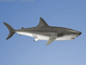 great white shark 3D Model