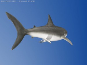 great white shark 3D Модель