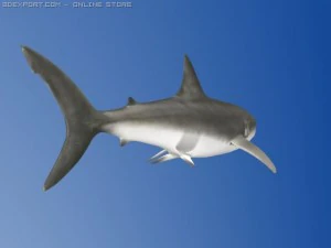 great white shark 3D Model