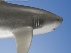 great white shark 3D Модель