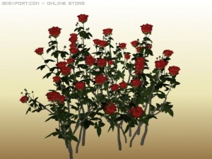 red roses 3D मॉडल