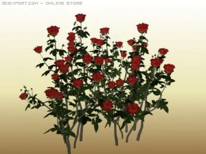 red roses 3D Model