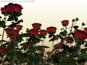 red roses 3D Model