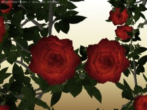 red roses 3D मॉडल