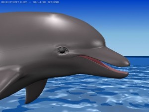 dolphin 3D मॉडल