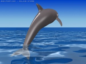 dolphin 3D मॉडल