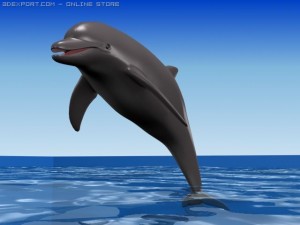 dolphin 3D मॉडल