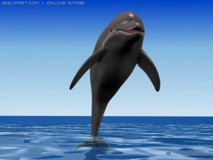 dolphin 3D Model