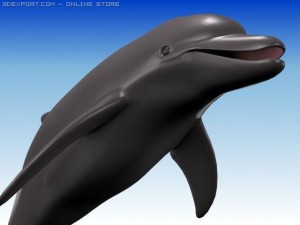 dolphin 3D मॉडल