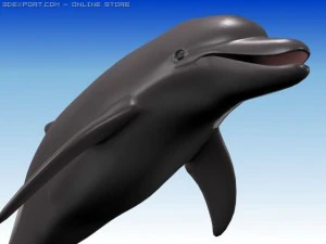 dolphin 3D Model