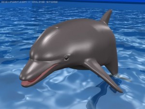 dolphin 3D मॉडल