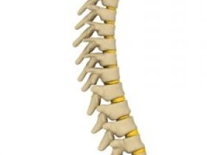 colonna vertebrale umana Modello 3D