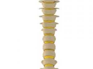 human spine Modelo 3D