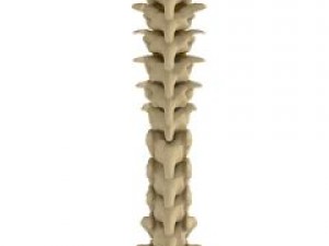 human spine Modelo 3D