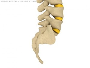 human spine Modelo 3D