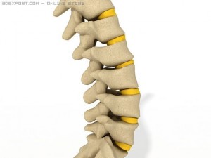 human spine Modelo 3D