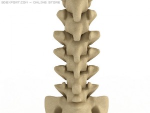 human spine Modelo 3D