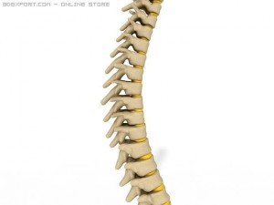 human spine Modelo 3D