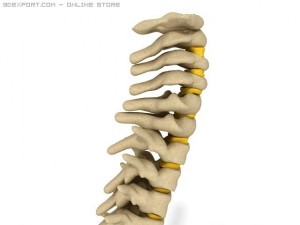 human spine Modelo 3D