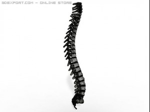 human spine Modelo 3D